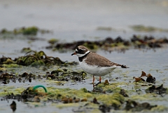 David Plant Photography - Wildlife Photographer - Ringed plover - A